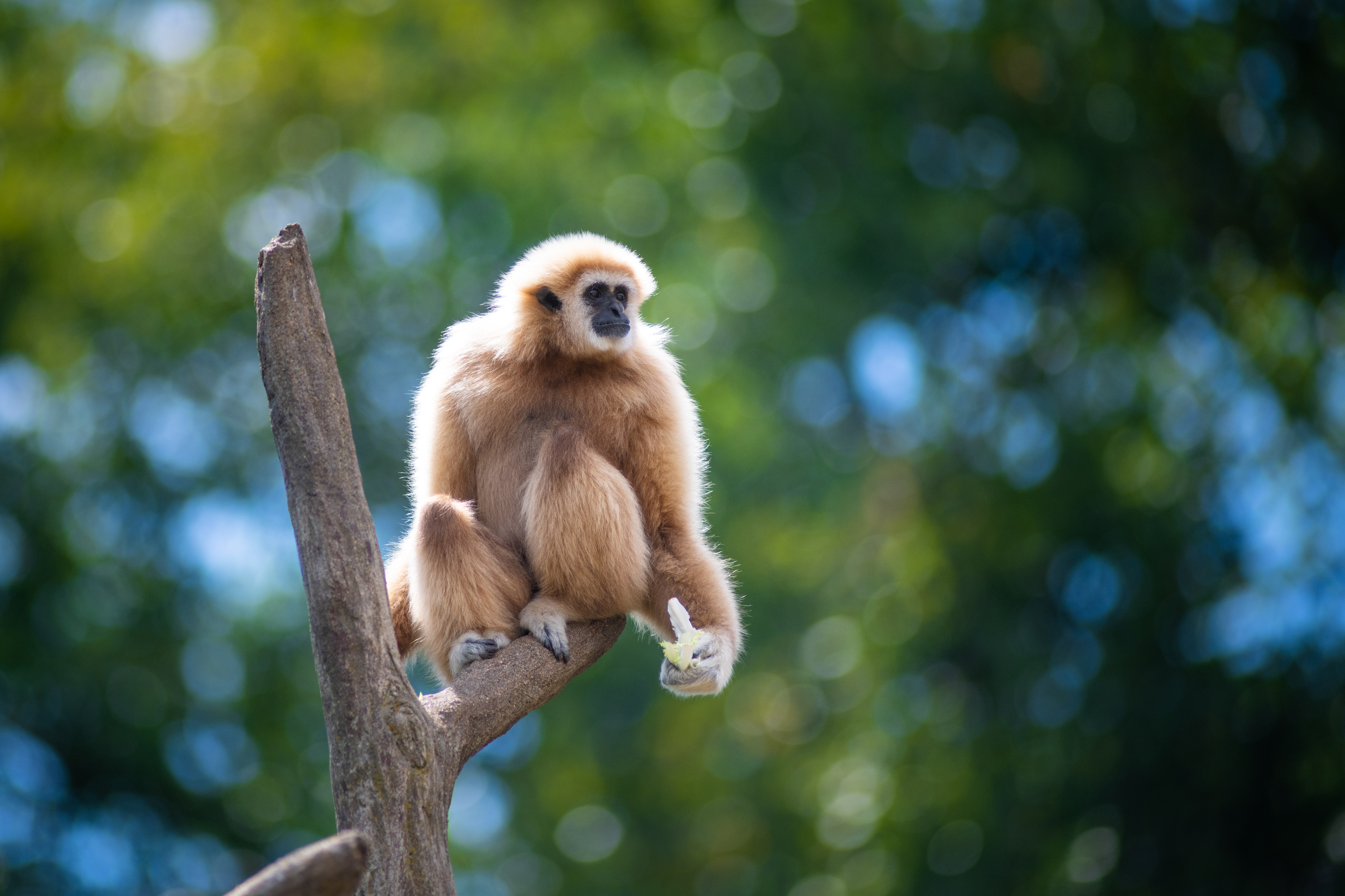 gibbon studs